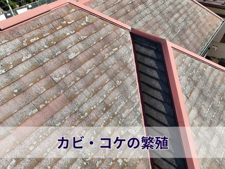カビとコケのある屋根