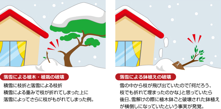 落雪による植栽への被害